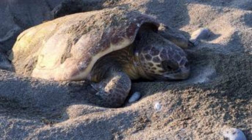 Caretta Carettalar Yumurta Bıraktı