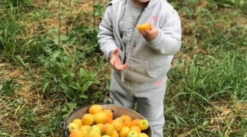 Kayısı Fiyatını Koruyor