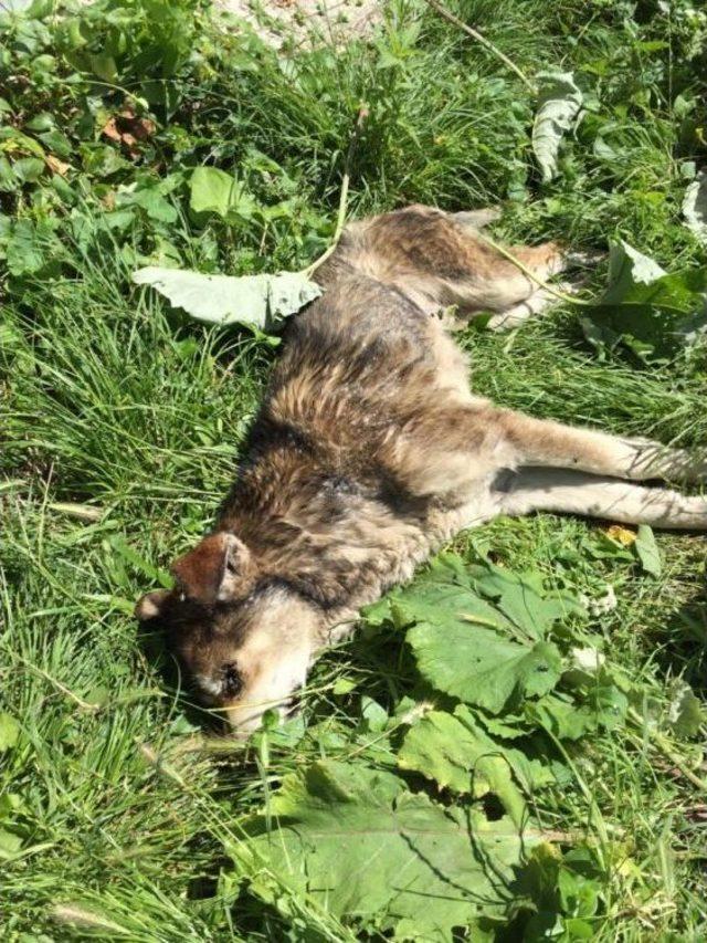 (özel Haber) Kastamonu’da 14 Köpek İle 18 Kedi, Zehirlenerek Öldürüldü