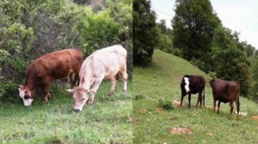 Yayladan B&uuml;y&uuml;kbaş Hayvanlar &Ccedil;alındı