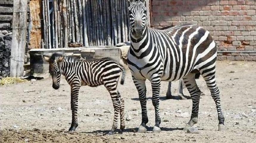 Zebra Zeliş'e Kuzen Geldi