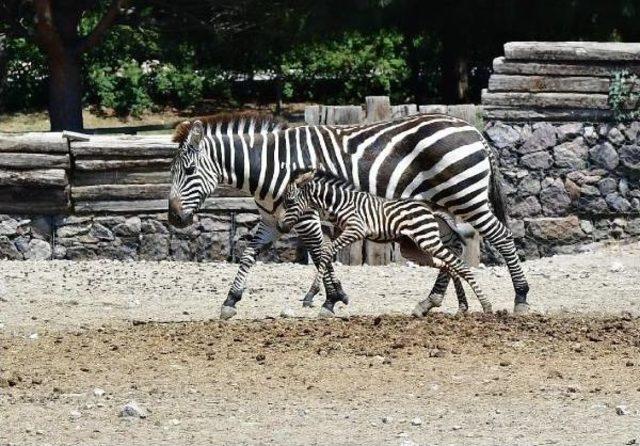 Zebra Zeliş'e Kuzen Geldi