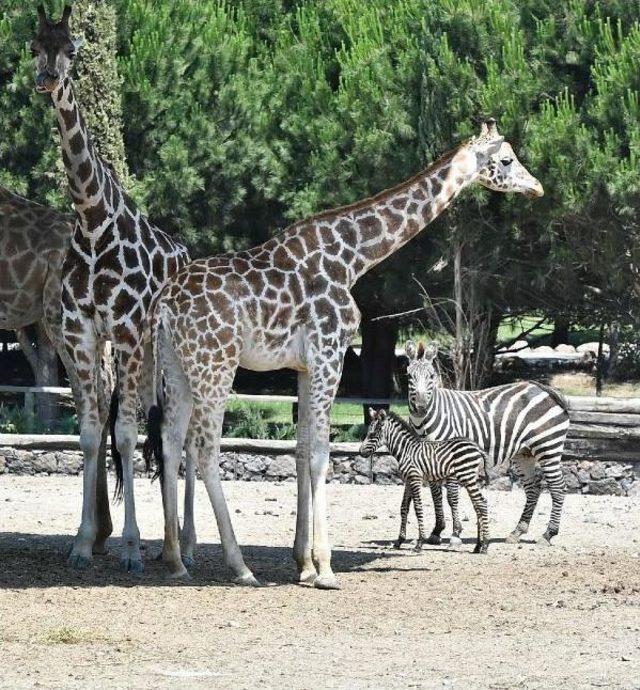 Zebra Zeliş'e Kuzen Geldi