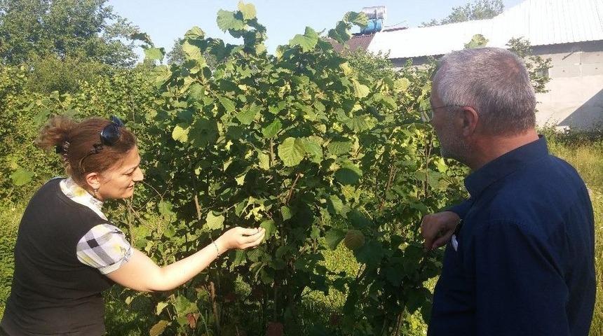 Fındıkta Amerikan Beyaz Kelebeği M&uuml;cadelesi