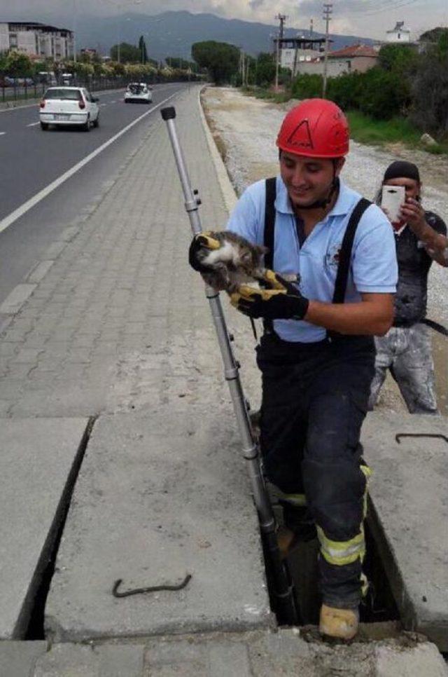 Sokak Kedisinin Imdadına Itfaiye Yetişti