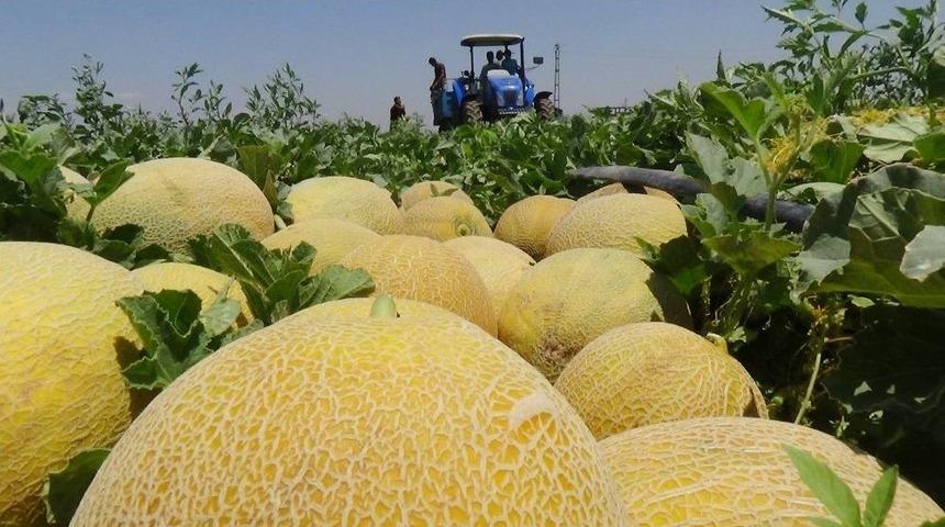 Amik Ovası&rsquo;nda Kavun Hasadı Başladı