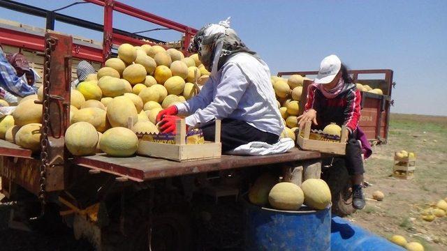 Amik Ovası’nda Kavun Hasadı Başladı