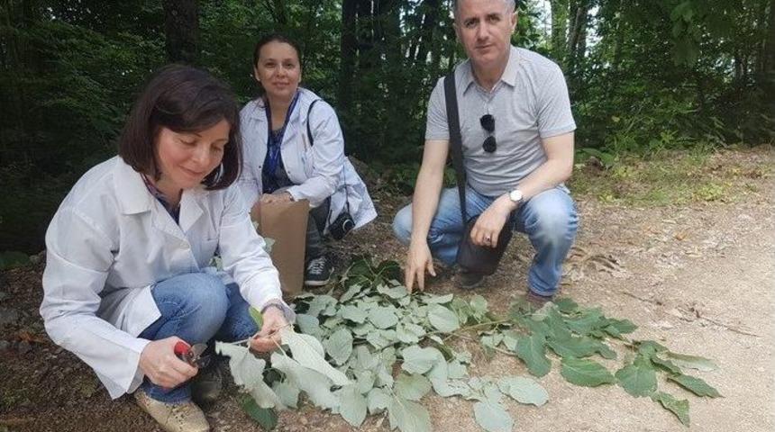 Ak&ccedil;akoca&rsquo;da Kaliteli Ihlamur T&uuml;r Tespit &Ccedil;alışmaları Yapıldı