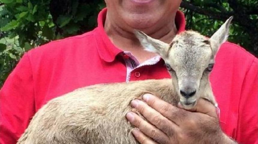 Dağ Gezintisinde Yavru Ke&ccedil;i S&uuml;rprizi