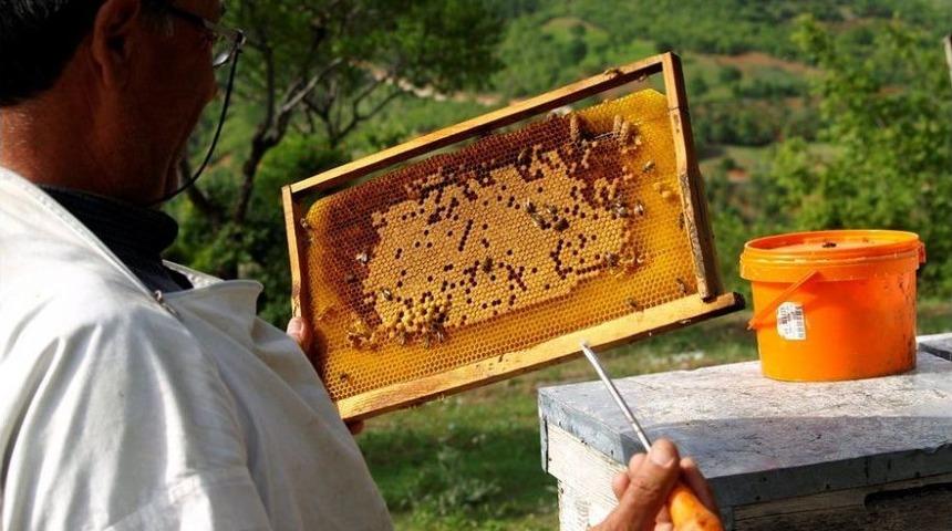 K&uuml;tahya&rsquo;da Bal Ormanlarının Sayısı Artırılıyor