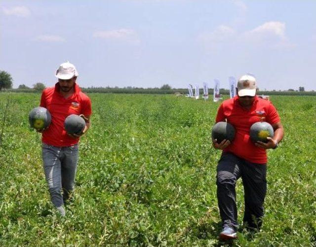 Karpuzda Hasat Arttı, Fiyat Düştü