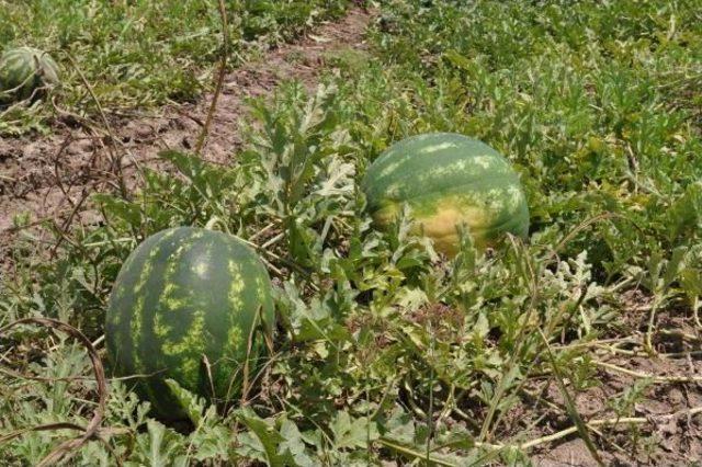 Karpuzda Hasat Arttı, Fiyat Düştü