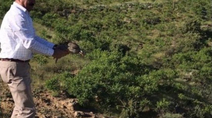 Kekliler Doğaya Bırakıldı