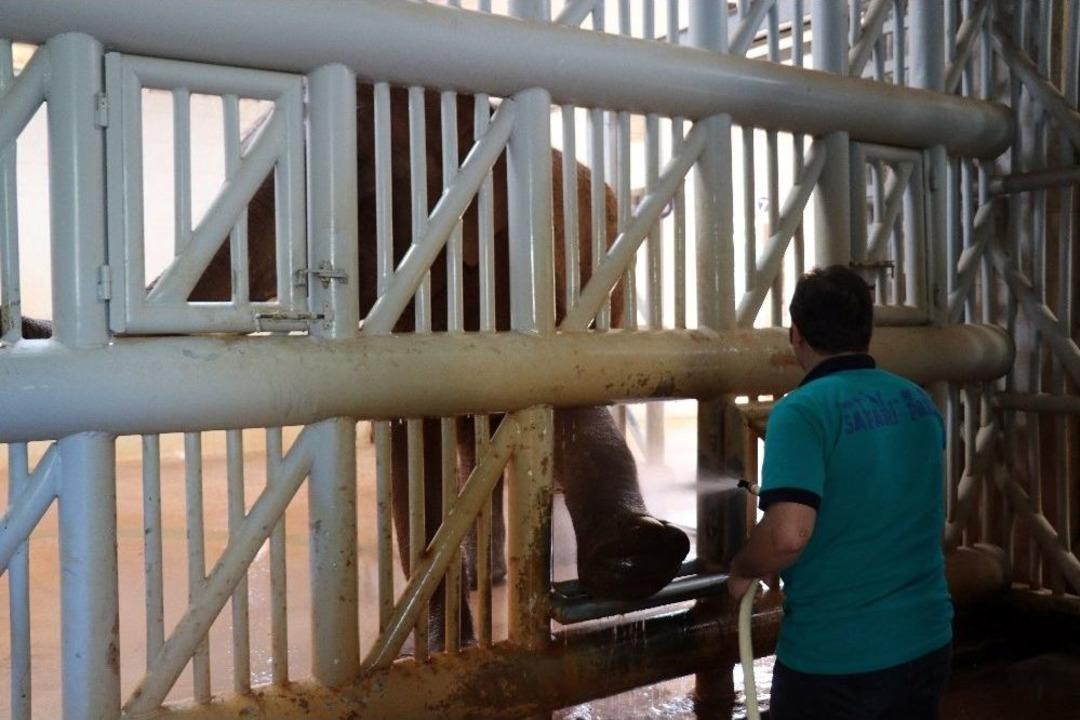 Gobi Ve Pili&rsquo;nin Bayram Bakımları Yapıldı