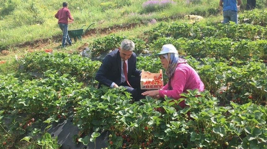 G&uuml;m&uuml;şhane&rsquo;de &Ccedil;ilek Hasadı Başladı