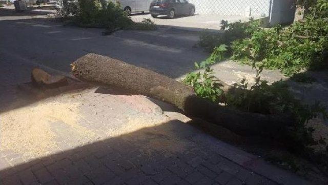 İzinsiz Ağa&ccedil; Kesen Belediyeye 179 Lira Ceza 3