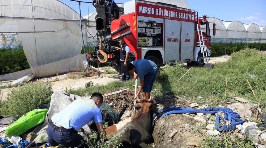 Foseptik &Ccedil;ukuru İneklere Mezar Oluyordu