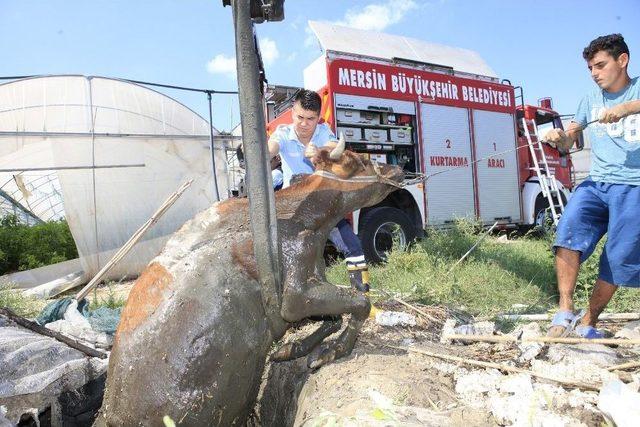 Foseptik Çukuru İneklere Mezar Oluyordu