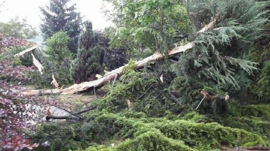 Ordu'da Sedir Ağacına Yıldırım D&uuml;şt&uuml;