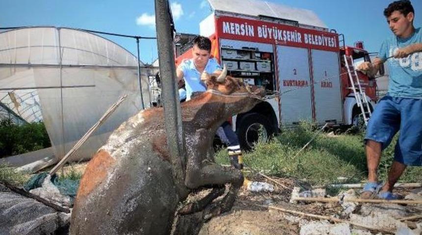 Foseptik &Ccedil;ukuruna D&uuml;şen Ineği Itfaiye Kurtardı