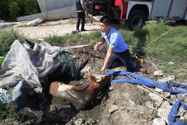 Foseptik Çukuruna Düşen Ineği Itfaiye Kurtardı