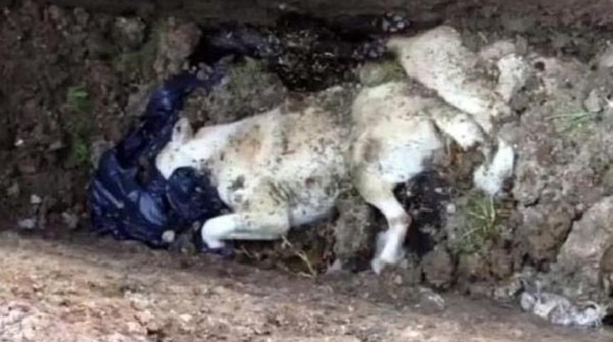 Yalova Belediyesi'ne 59 Bin Lira Barınak Cezası