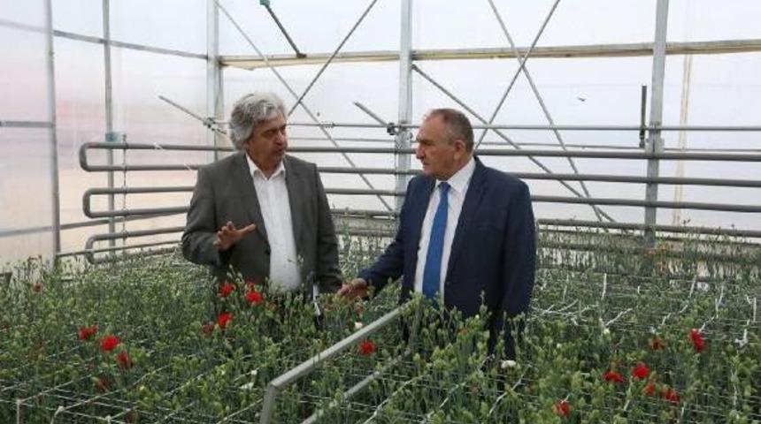 Bolu Belediyesi, Serada Karanfil &Uuml;retimine Başladı