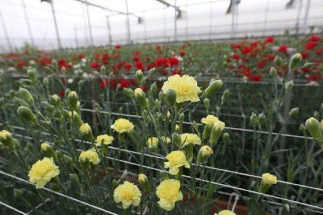 Bolu Belediyesi, Serada Karanfil Üretimine Başladı