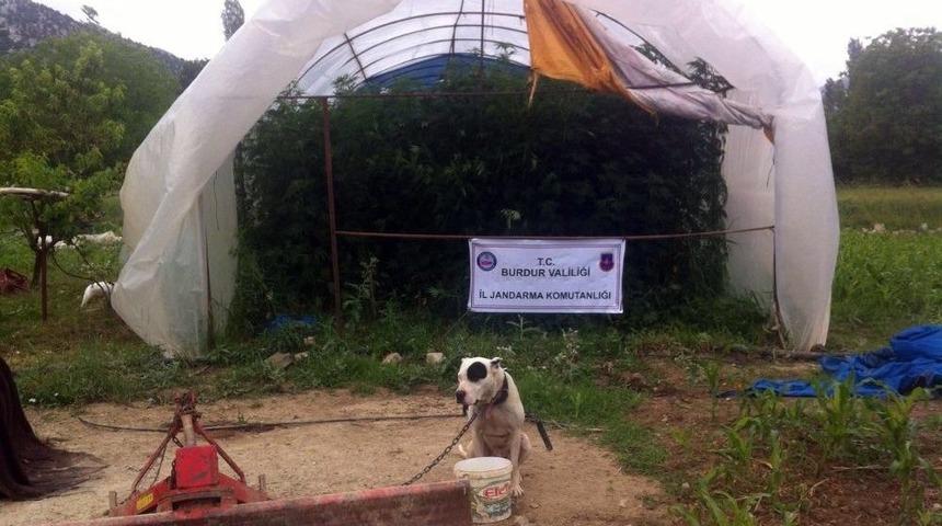 Bin 265 K&ouml;k Kenevire, Pitbull Bek&ccedil;i