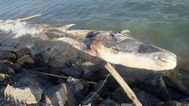 Hatay'da Ölü Beyaz Balina Kıyıya Vurdu