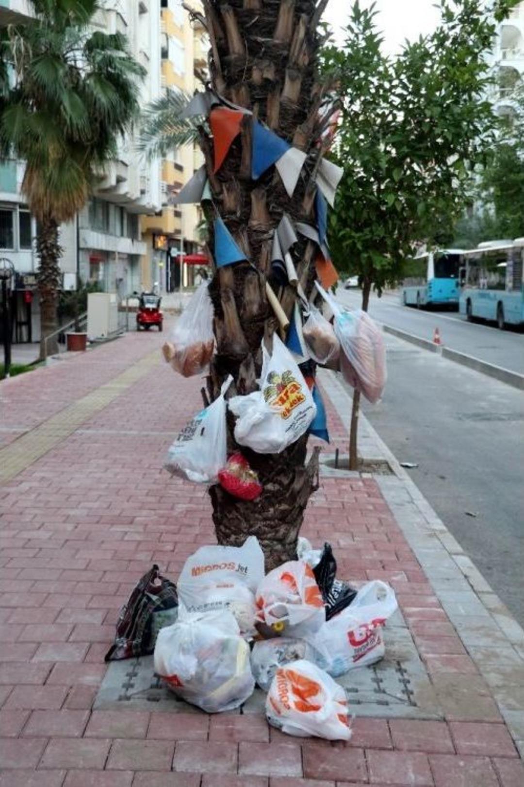 Dilek Değil &Ccedil;&ouml;p Ağacı