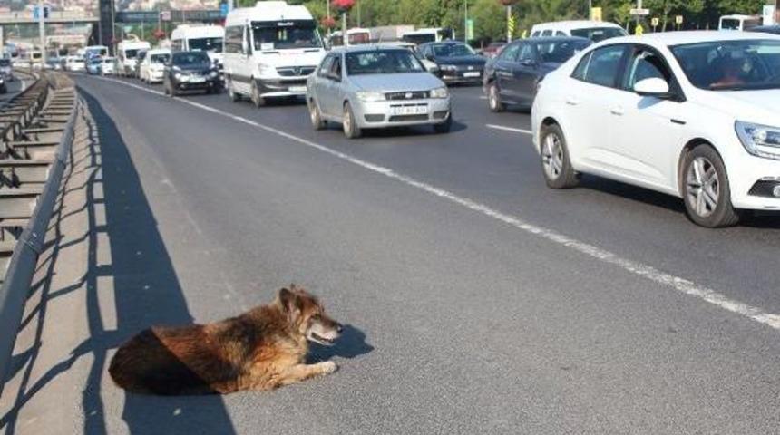 D-100 Karayolu'nda Yol Ortasında Kalan K&ouml;peğe Duyarlı Vatandaş Sahip &Ccedil;ıktı