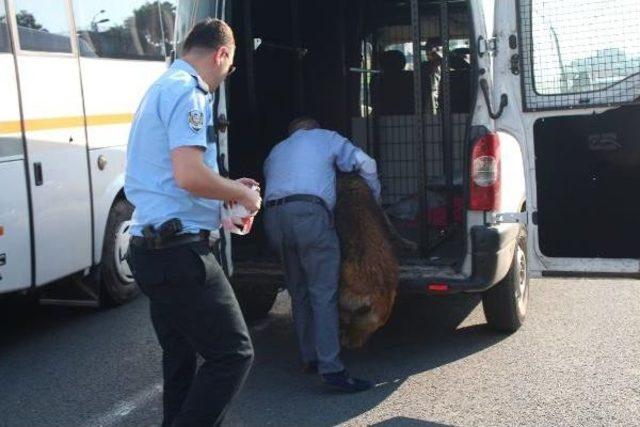 D-100 Karayolu'nda Yol Ortasında Kalan Köpeğe Duyarlı Vatandaş Sahip Çıktı