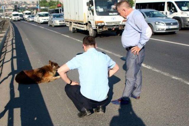 D-100 Karayolu'nda Yol Ortasında Kalan Köpeğe Duyarlı Vatandaş Sahip Çıktı