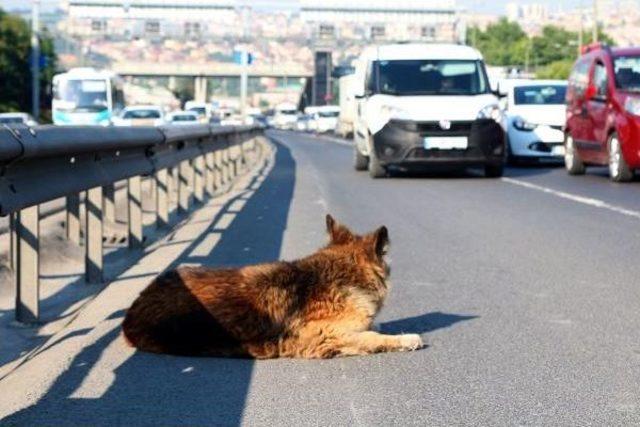 D-100 Karayolu'nda Yol Ortasında Kalan Köpeğe Duyarlı Vatandaş Sahip Çıktı