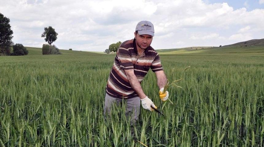 Yozgat&rsquo;ta &Ccedil;ift&ccedil;iler Yabancı Otla M&uuml;cadeleye Başladı