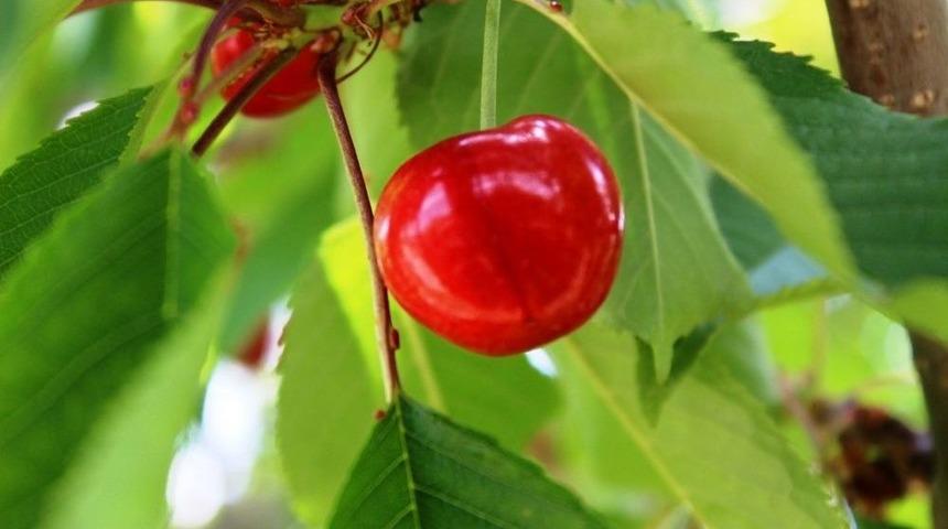 D&uuml;nyaca &Uuml;nl&uuml; Kirazın Hasadı Başladı