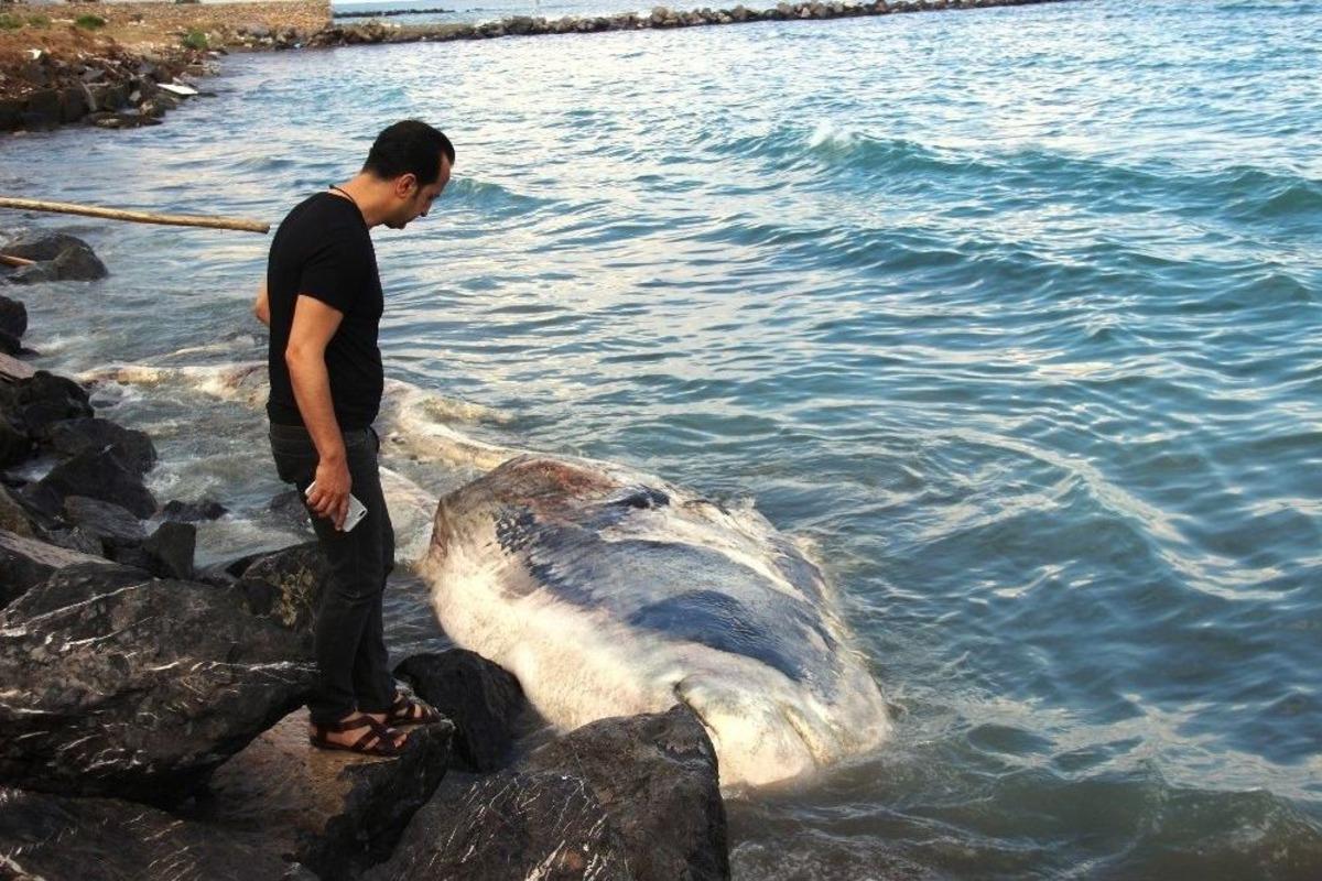 Nesli T&uuml;kenmekte Olan Dev Balina Arsuz&rsquo;da Kıyıya Vurdu