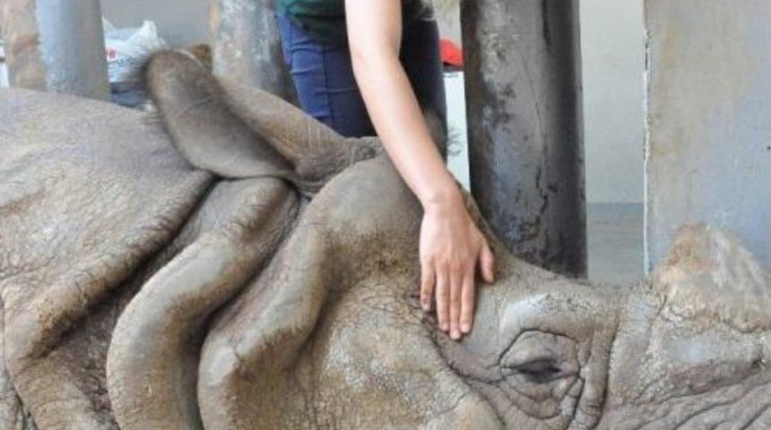 Zırhlı Hint Gergedanı Samir&rsquo;e Bayram Bakımı