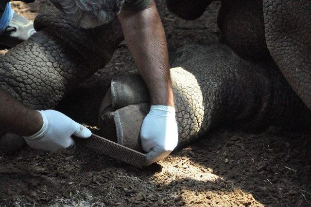 Zırhlı Hint Gergedanı Samir’e Bayram Bakımı