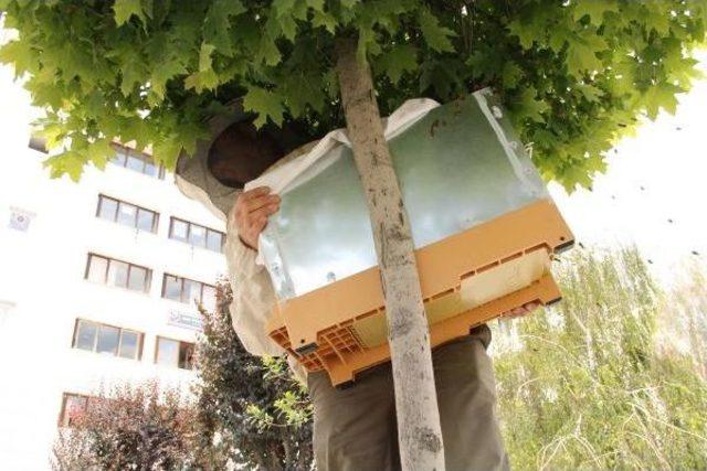 Ağaçta Toplanan Arılar Tedirgin Etti