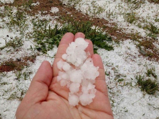 Kangal’da Buğday Tarlalarını Dolu Vurdu