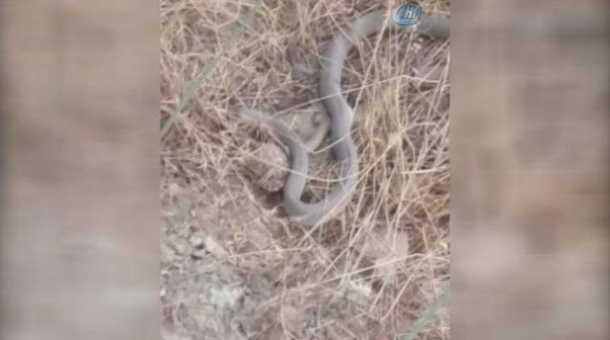 Yılan Kaplumbağa İle Baş Edemedi