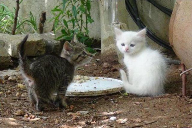 K&ouml;pekler 17 Kediyi &Ouml;ld&uuml;rd&uuml; 1