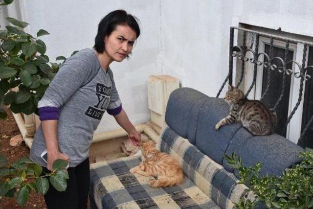 K&ouml;pekler 17 Kediyi &Ouml;ld&uuml;rd&uuml; 3