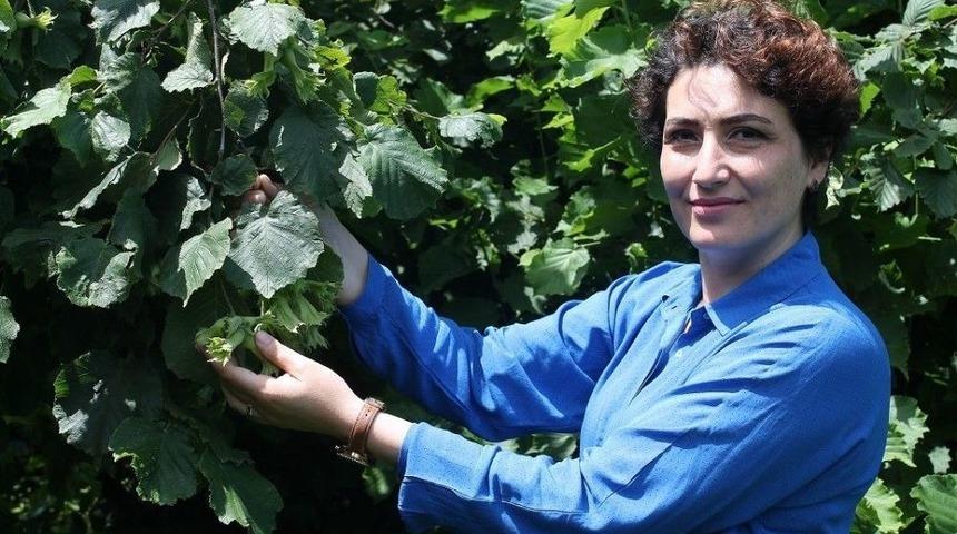 Fındık Bah&ccedil;eleri Tek Ağa&ccedil;lı Oluyor