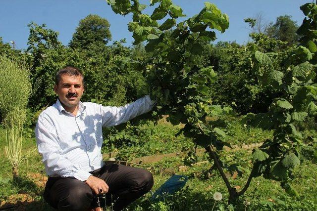 Fındık Bah&ccedil;eleri Tek Ağa&ccedil;lı Oluyor 1