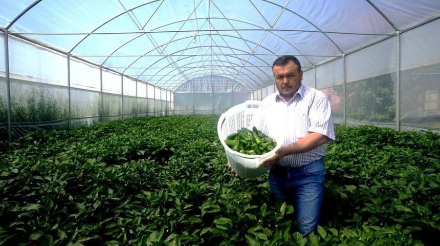 150 Yıllık Biber T&uuml;r&uuml;n&uuml; Serada Yetiştirdi