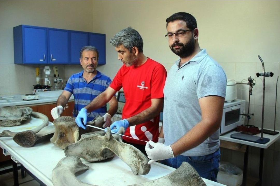 Hatay&rsquo;da Kıyıya Vuran Balinanın Kemikleri İncelemeye Alındı