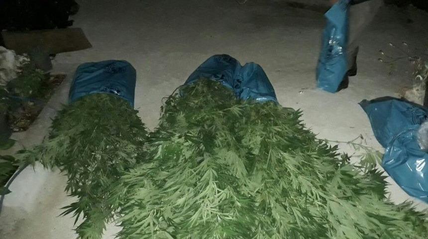 Milas&rsquo;ta 2 Kilo Esrarla 36 K&ouml;k Hint Keneviri Ele Ge&ccedil;irildi